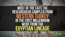 French Fries Aren't Really Going To Kill You Instructional Video