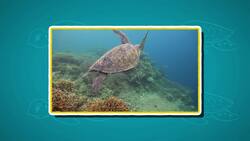 I WONDER - Where Was The Biggest Turtle Found? Instructional Video
