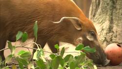 What Playtime is Like for a Family of Red River Hogs Instructional Video