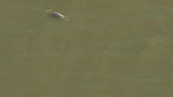 Beluga whale spotted in River Thames Stock Footage