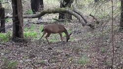 Shiloh Ranch Regional California. Stock Footage