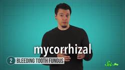 6 Weird Mushrooms (And Other Fungi) Instructional Video