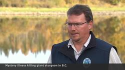 Scientists race to uncover why B.C. sturgeon are dying News Clip