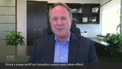 Chinese tariffs on Canadian canola have farmers bracing for the worst News Clip