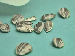 Plantas con flores: recapitulando Instructional Video