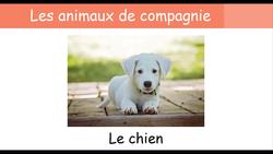 Pets in French - French vocabulary 9 Instructional Video
