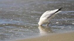 Seagull on beach Stock Footage