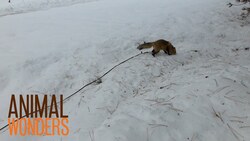 Fox Walk with a GoPro Instructional Video