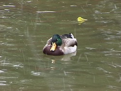 ¿Qué es un ave? Instructional Video