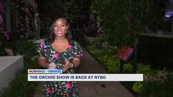Check out a special preview for the Orchid Show at the New York Botanical Garden News Clip