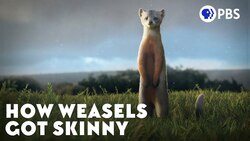 How Weasels Got Skinny Instructional Video