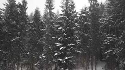 Snow Storm in woodlands - SLOW MOTION Stock Footage