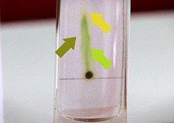 Leaf Chromatography Instructional Video