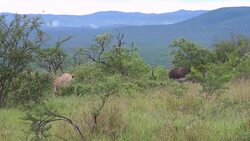 Lioness stalking buffalo in African bush. Stock Footage