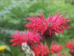 Plants With Flowers: Video Review Instructional Video