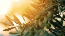 Olive tree with sunlight beams Stock Footage