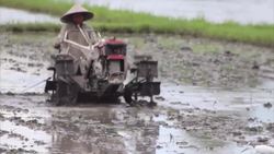 How Does Rice Grow? | Maddie Moate Instructional Video