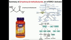 Exercise Physiology | HMB (β-Hydroxy-β-Methylbutyrate): What does it do? Instructional Video
