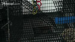 How Much Does a Sugar Glider Cost? Instructional Video