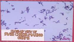 Why Does Some Cheese Have Holes? Instructional Video