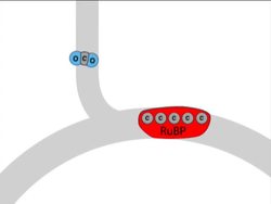 Photosynthesis: Light Independent Reactions Instructional Video