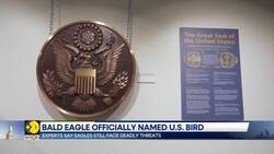 Official status sparks Eagle conservation efforts, experts claim deadly threats to Eagles News Clip