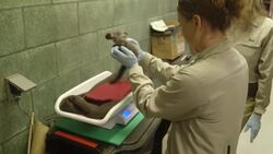 Weighing in This Adorable Aye Aye Baby is an Ordeal But Totally Worth It Instructional Video