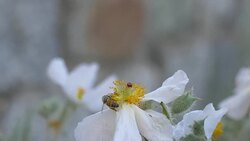 Crab Spider on white poppy Stock Footage