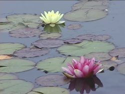 Understanding Food Chains Instructional Video