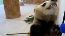 CLEAN : Qatar gets the Middle East's first pandas to mark the World Cup News Clip