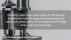 Why Y Chromosomes Won’t Be Around Forever Instructional Video