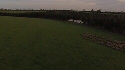 Drone footage flying over merino sheep on Australian farm at sunset Stock Footage