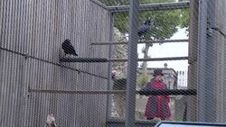 CLEAN : God save the birds: meet the Tower of London's ravenmaster News Clip