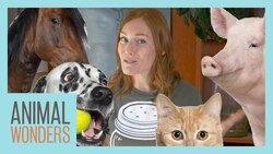 Ask Jessi 14 Instructional Video