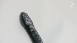 Onyx the Eastern Indigo Snake, A Gentle Giant Among Us Instructional Video