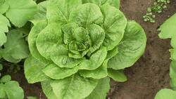 Designing Healthy Communities & America's Family Farmers - HOOP Hothouses Instructional Video