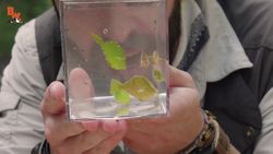 SPIKY Sea Creatures! Instructional Video