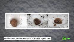 These Bats Make Tiny Snow Caves Instructional Video