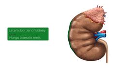 External structure of the kidney Instructional Video