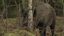 Wild boar scratching Stock Footage