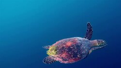 Hawksbill sea turtle swimming on deep blue Stock Footage