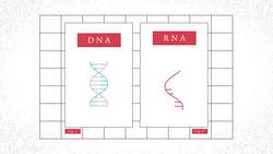 TED-Ed: How do you know if you have a virus? | Cella Wright Instructional Video