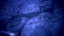 What is a Sawfish and Where Do They Live? Instructional Video