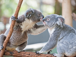 Teaching Responsibility and Building Trust Instructional Video