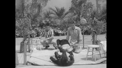 Two chimpanzees put on wrestling show at Griffith Park Zoo in Los Angeles News Clip