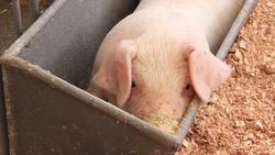 Pigs! Pig Facts and Learning About Pigs for Kids Instructional Video