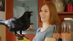 Meet & Greet: Joy and Rook Instructional Video