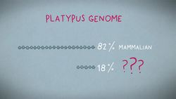 TED-Ed: A year in the life of one of Earth's weirdest animals | Gilad Bino Instructional Video