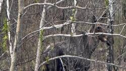 Ontario couple thrilled by moose sighting during trip to East Coast News Clip