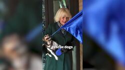 Beth and Bluebell are the new dogs of Buckingham Palace News Clip